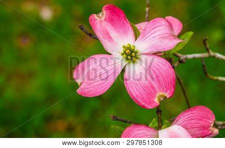 Pink And White Dogwood Blossoms In The Spring