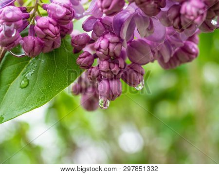 Spring Purple Lilac Blossom After The Rain