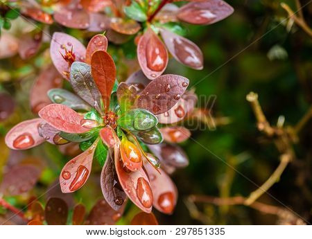 Spring Rain On Colorful Orange And Green Bush