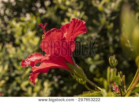 Bright Red Hisbiscus Flower Blooming On A Spring Day With Green Plants In The Background