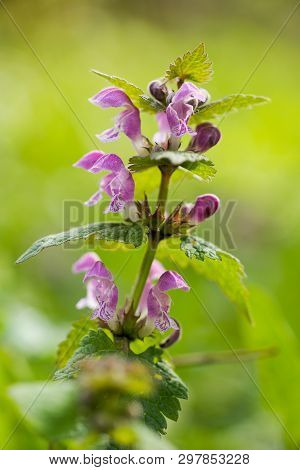 Spotted Dead Nettle (lamium Maculatum) Is A Perennial Herb Of The Mint Family