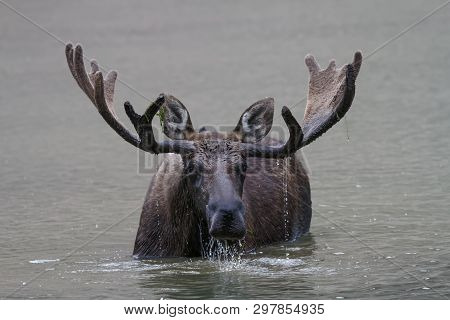 Wild Moose Living In The Forests Of The Colorado Rocky Mountains