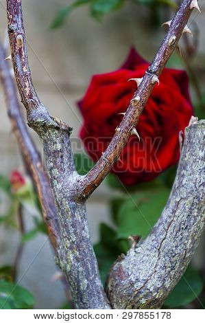 Rose - The Queen Among Flowers - Natural Scenery