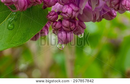 Raindrops On Purple Lilac Blossoms In The Spring