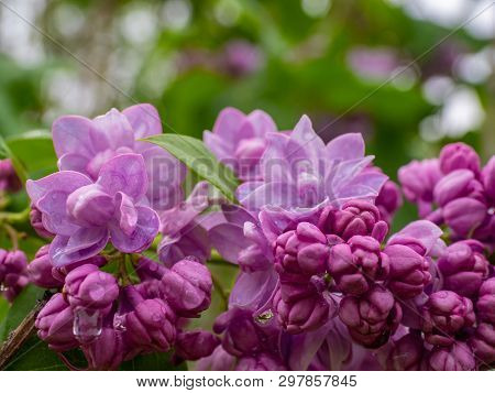 Purple Lilac Blossoms Blooming In The Spring