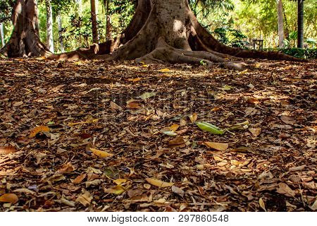 Deep View Over Foliage To The Roots Of A Tree