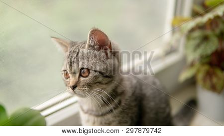 Lovable Scottish Fold Cat Window Plant Happy