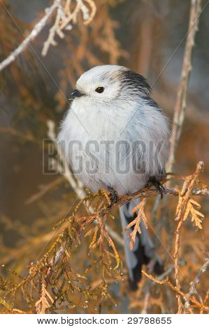 dlouho sledoval tit v přirozeném prostředí (Aegithalos caudatus)