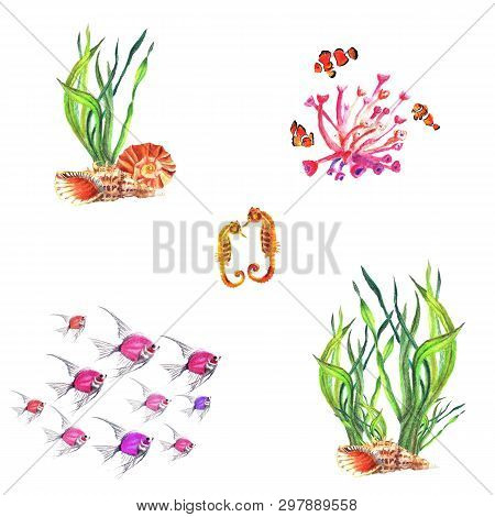 Watercolor Hand Painted Compositions Of Water-plants, Corals, Amphiprion Percula, Hippocampus,  Amba