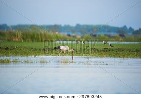 Asian Open-billed Or Anastomus Oscitans Ooking For Food In The Lake At Phatthalung Province, Thailan