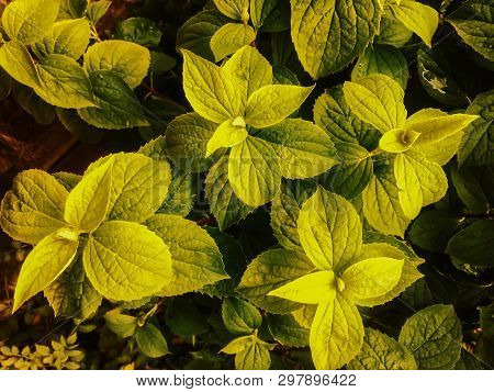 Jasmine Flower Surrounded By Green Leaves. It Has Green Tone With Bright Color On It.
