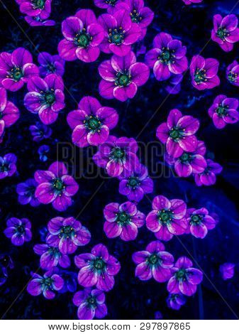 Many Little Pink Flowers Saxifraga Background. Saxifraga Pink Little Flowers Background. Purple Flow