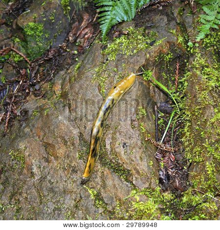 Banana Slug