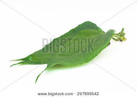 Laurel Clockvine, Blue Trumphet Vine On White Background.