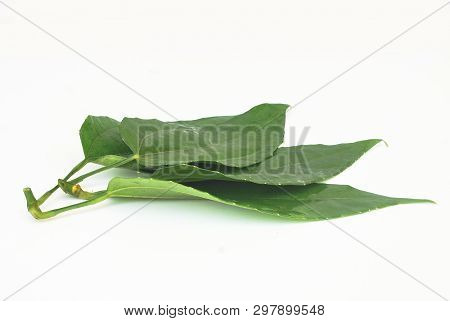 Laurel Clockvine, Blue Trumphet Vine On White Background.