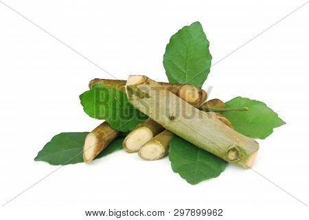 Streblus Asper Lour.has Anti-bacterial Effect, Treat Toothache And Has Anti-inflammatory Effect.with