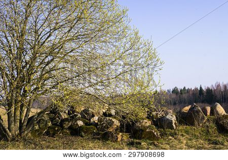 A Willow Bush With Open Male Earrings Full Of Pollen Near A Pile Of Stones In The Field.