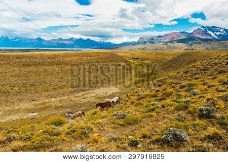 Three wild horses  in pampas (plains) of Argentinian Patagonia near El Chalten town