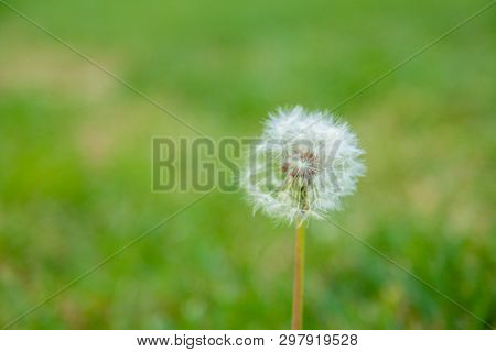 Simeon A Parachute In The Form Of An Anthodium Of A Dandelion On A Background Of A Green Grass.