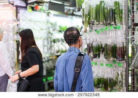 Unrecognizable Middle Age Man Selecting Tropical Seaweed And Water Plant For His Aquarium In Petstor
