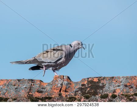 Ringdove Walks Over A Roof Ridge With Copy-space