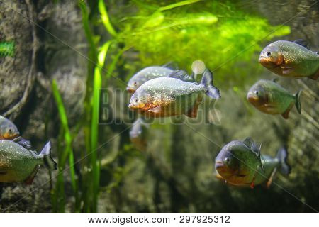 Piranha Colossoma Macropomum In Aquarium On A Green Background. Dangerous Tropical Fish Under Water