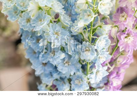 Bunch Of Fresh Delphinium On Table. Bouquet Of Delphinium. Gradient Flowers From Blue To Purple