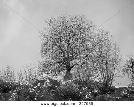 Yksinäinen Oak