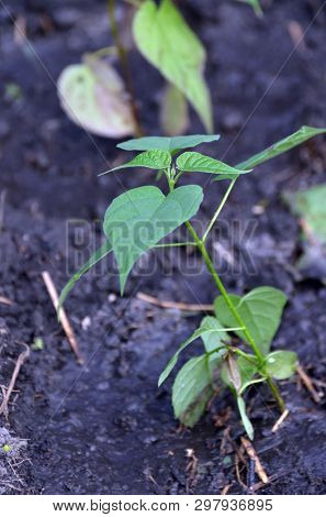 Seedling of Catalpa Bignonioides
in the open ground 