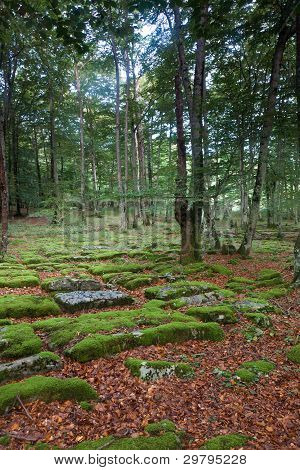 Foresta di Santiago