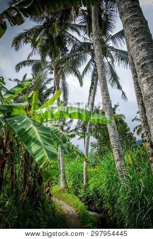 Palm Trees In Paddy Field Plantation, Munduk, Bali, Indonesia