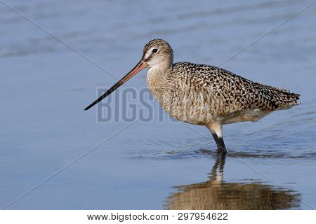 A Marbled Godwit, Limosa Fedoa In Shallow Water In A Quiet Bay In Florida