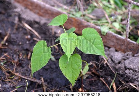 Seedling of Catalpa Bignonioides in the open ground 