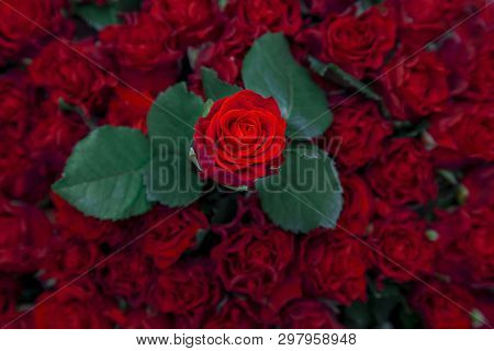Fresh Red Rose Over Other Roses And Leaves. Background