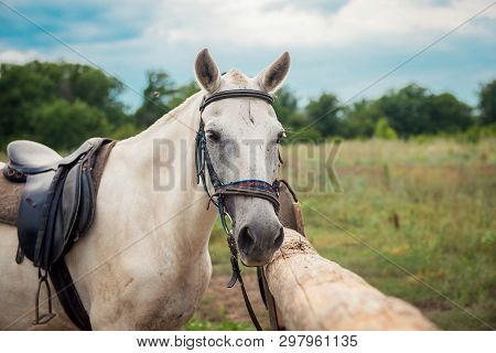 White Beautiful Horse On Nature In A Field With A Saddle