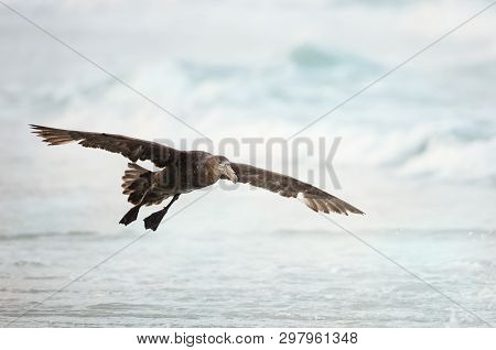 Close Up Of A Southern Giant Petrel (macronectes Giganteus) In Flight, Falkland Islands.