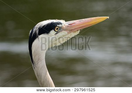 Close Up Head Shot Of A Heron