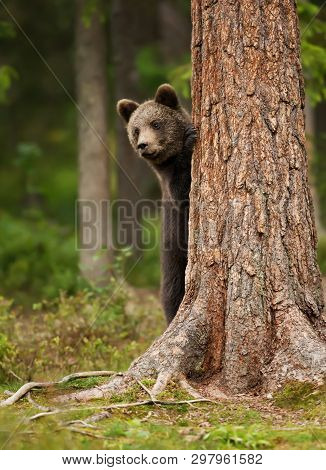 European Brown Bear (ursos Arctos) Cub Peeking His Head From Behind The Tree, Finland.