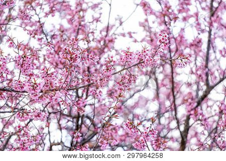 Prenus Tree, Looks Like Sakura Blossom.