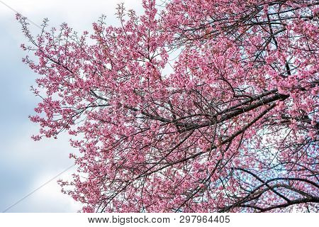 Prenus Tree, Looks Like Sakura Blossom.