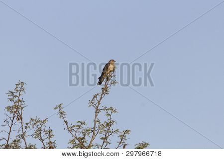 Common Cuckoo, Cuculus Canorus