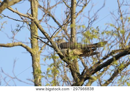 Common Cuckoo, Cuculus Canorus