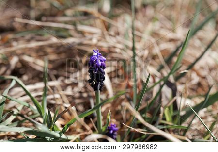 Blossom Of A Common Grape Hyacinth, Muscari Neglectum
