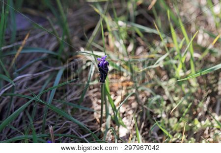 Blossom Of A Common Grape Hyacinth, Muscari Neglectum
