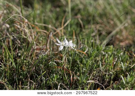 Flower Of The Star-of-bethlehem Plant Ornithogalum Kochii