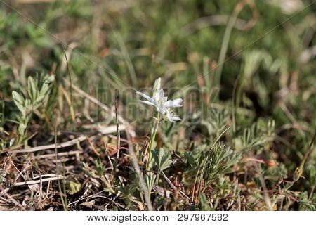 Flower Of The Star-of-bethlehem Plant Ornithogalum Kochii