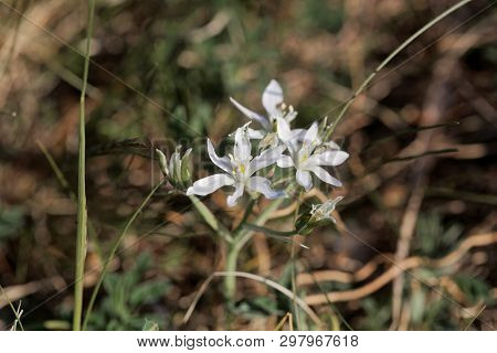 Flower Of The Star-of-bethlehem Plant Ornithogalum Kochii