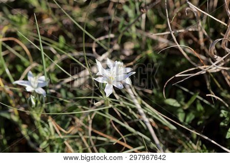 Flower Of The Star-of-bethlehem Plant Ornithogalum Kochii