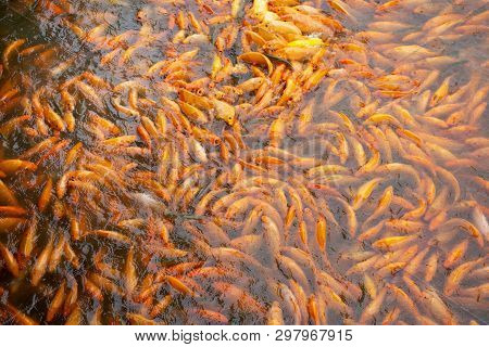 Fancy Carp Or Koi Fish Swimming At Water Pond In The Garden Of Zhongshan Park In Shantou, China