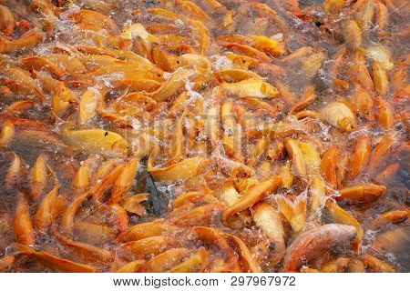 Fancy Carp Or Koi Fish Swimming At Water Pond In The Garden Of Zhongshan Park In Shantou, China